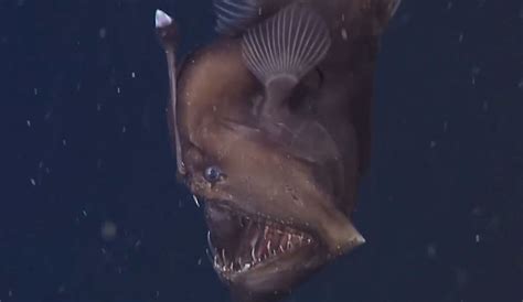 demon fish|Elusive Deep.